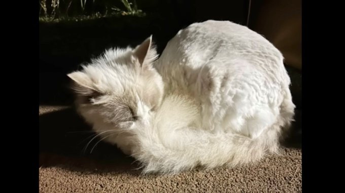 悲惨な姿で現れたラグドール猫…保護され美しく変身した姿に涙