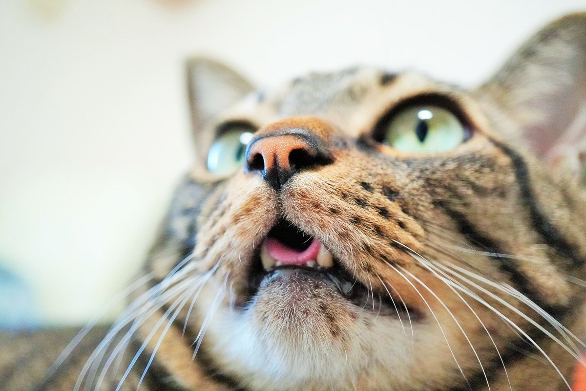猫の正常な「呼吸」の状態は？口でハアハアしたり早くなったり…これって異常？