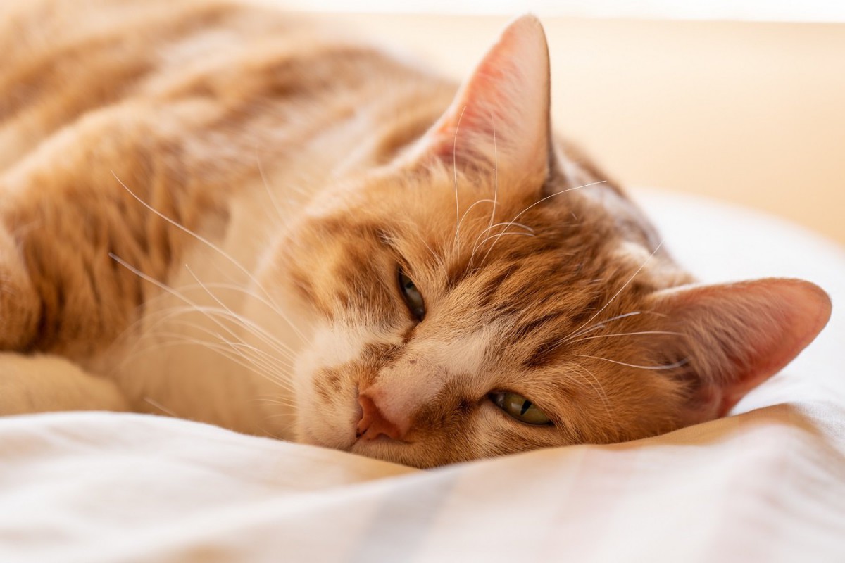 猫の寝起きが悪いときに注意すべき点３つ