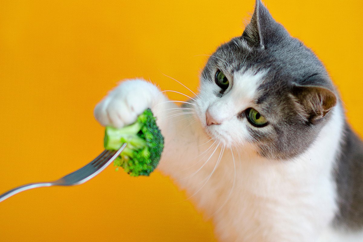猫は『ブロッコリー』を食べても大丈夫？栄養素や与える際の注意点を解説
