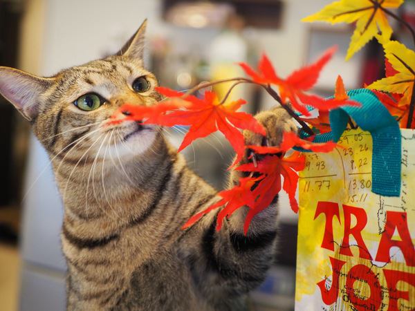 秋を感じる猫たちの写真が大集合！紅葉やコスプレを楽しむネコ達