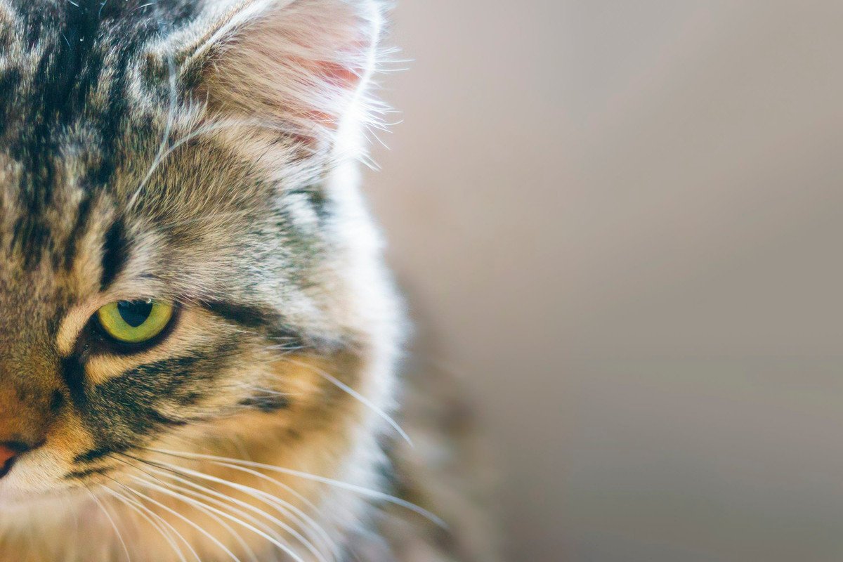猫の『ストレススコア』とは？7つの項目でストレス度を確認！