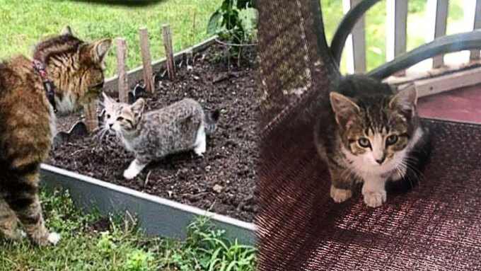 庭に現れた一人ぼっちの子猫…保護され凛とした美猫に成長！