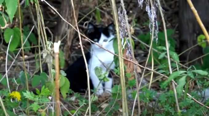母猫とはぐれ草むらに隠れる子猫…保護され家猫修行をスタート！