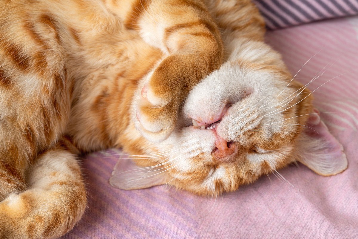 猫が『口を開けたまま』寝る理由3選！可愛い寝姿にも病気の可能性が…	