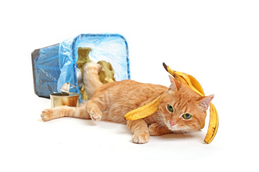 猫がゴミ箱をあさる原因と６つの対策法