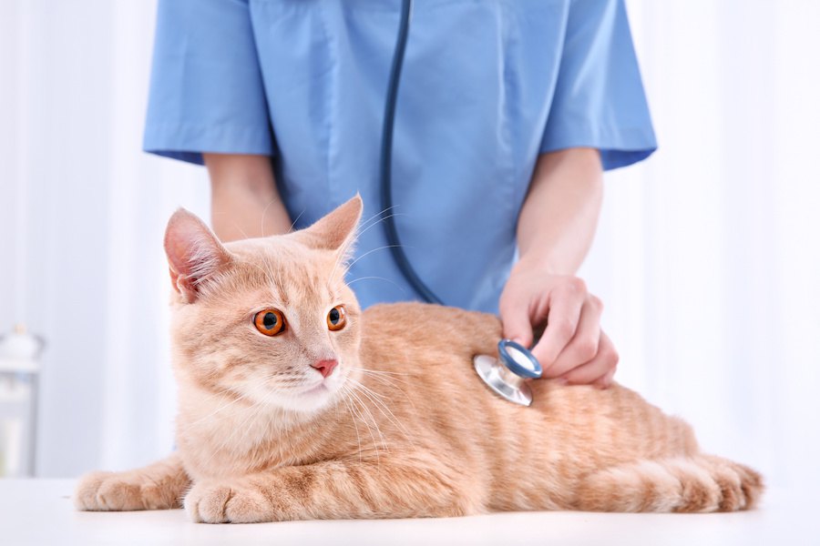 猫の健康を見分けるチェックリスト、病気を予防する方法まで