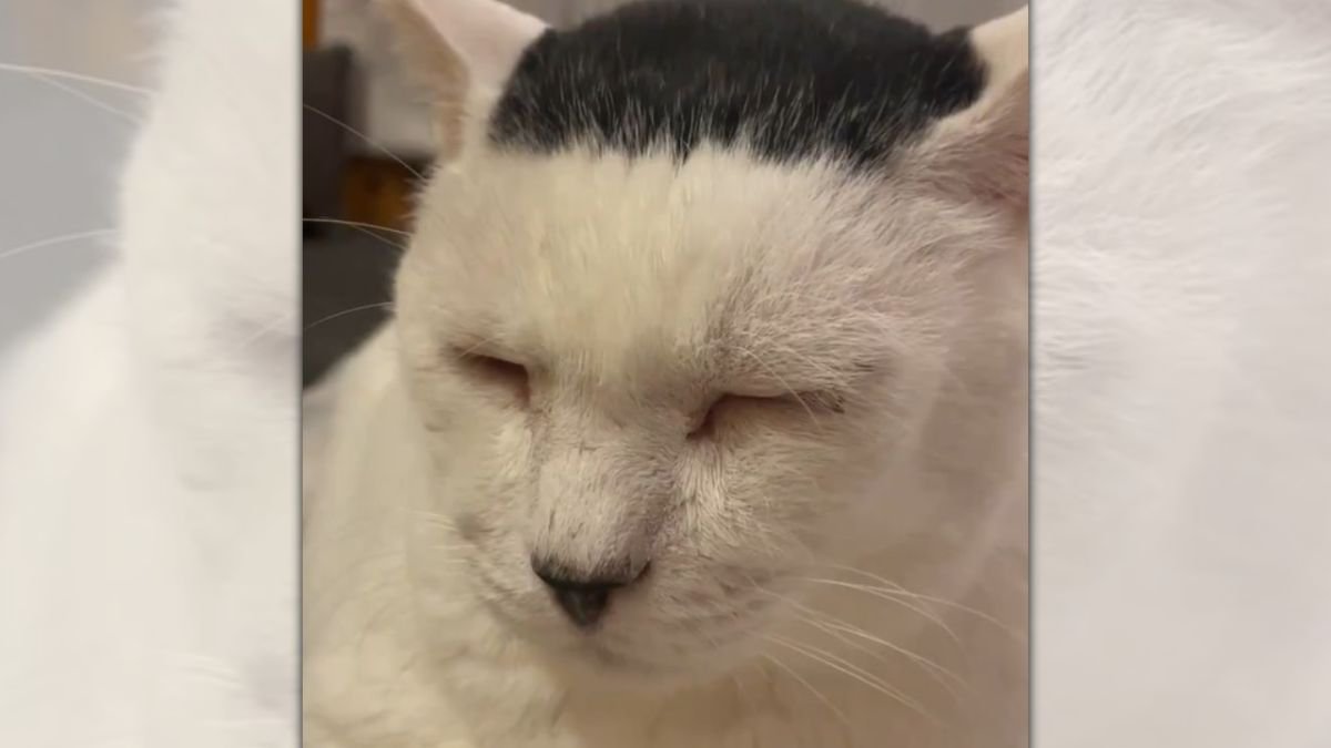 前髪のインパクトが強い渋め猫さんが可愛すぎ…寝息に1.9万いいねが集まる