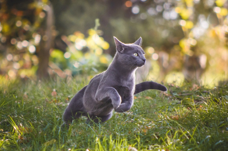 猫の足の速さは時速48キロ！猫種の違いや他のネコ科との比較