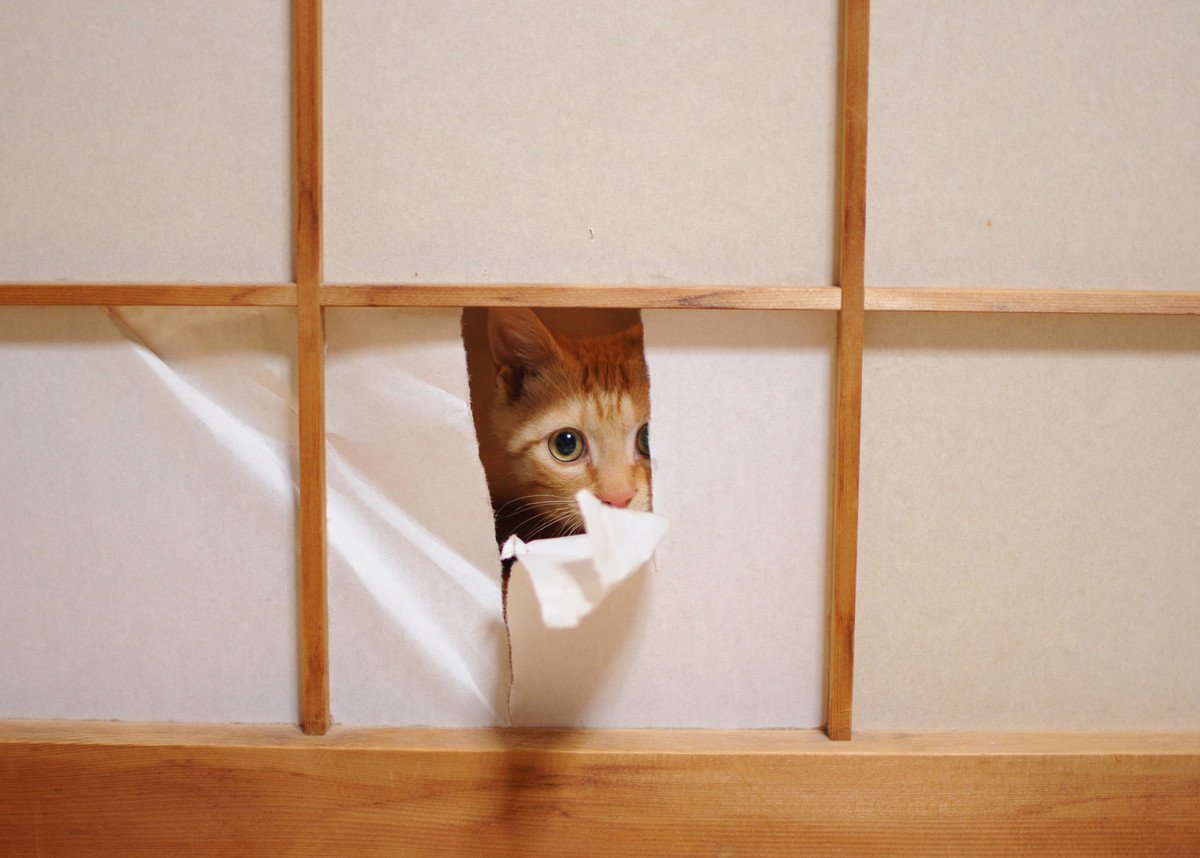 猫から『和室』を守るための防御策6選　畳や障子…きれいをキープするにはどうすればいい？