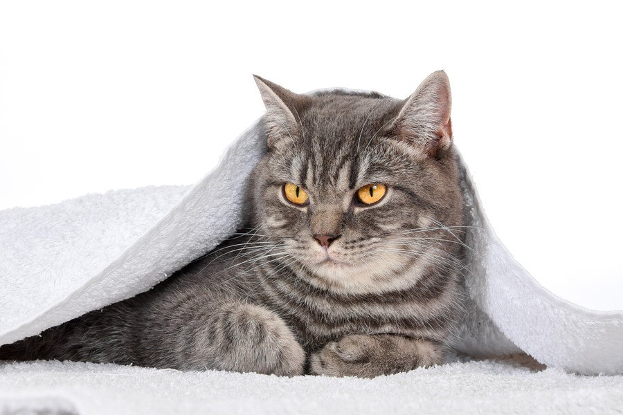 猫の『自律神経失調症』とは？主な症状や原因・対処法を解説！