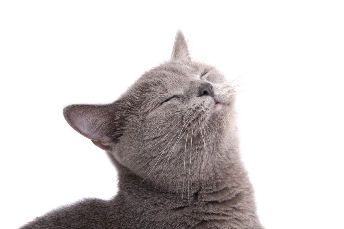 猫もニッコリ『笑顔』になる？猫なりに笑っているときの3つの特徴