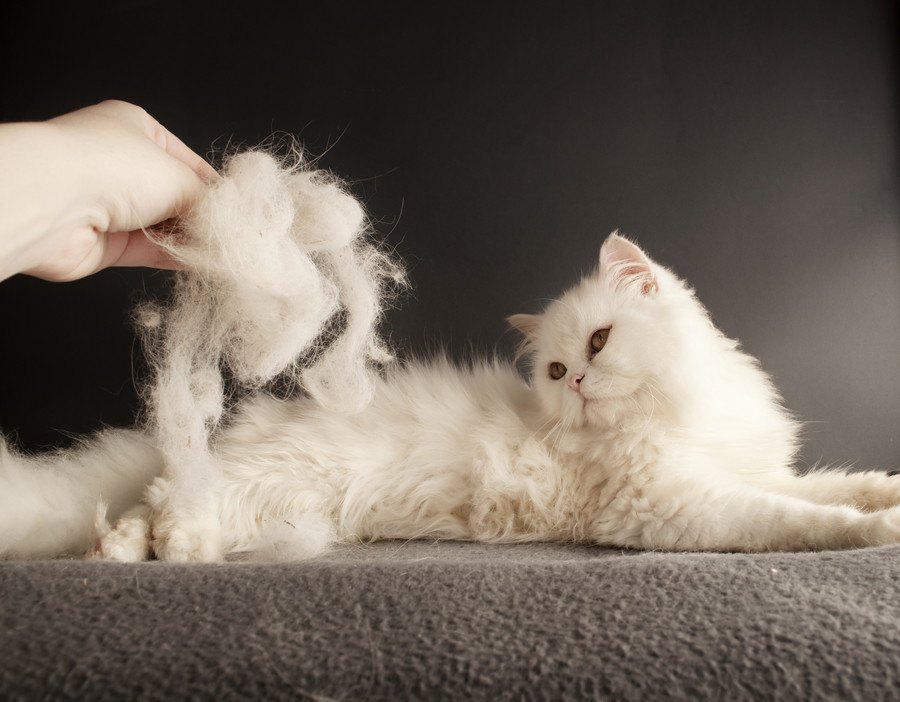 猫の『毛並み』がふわふわにならない5つの原因とケア対策