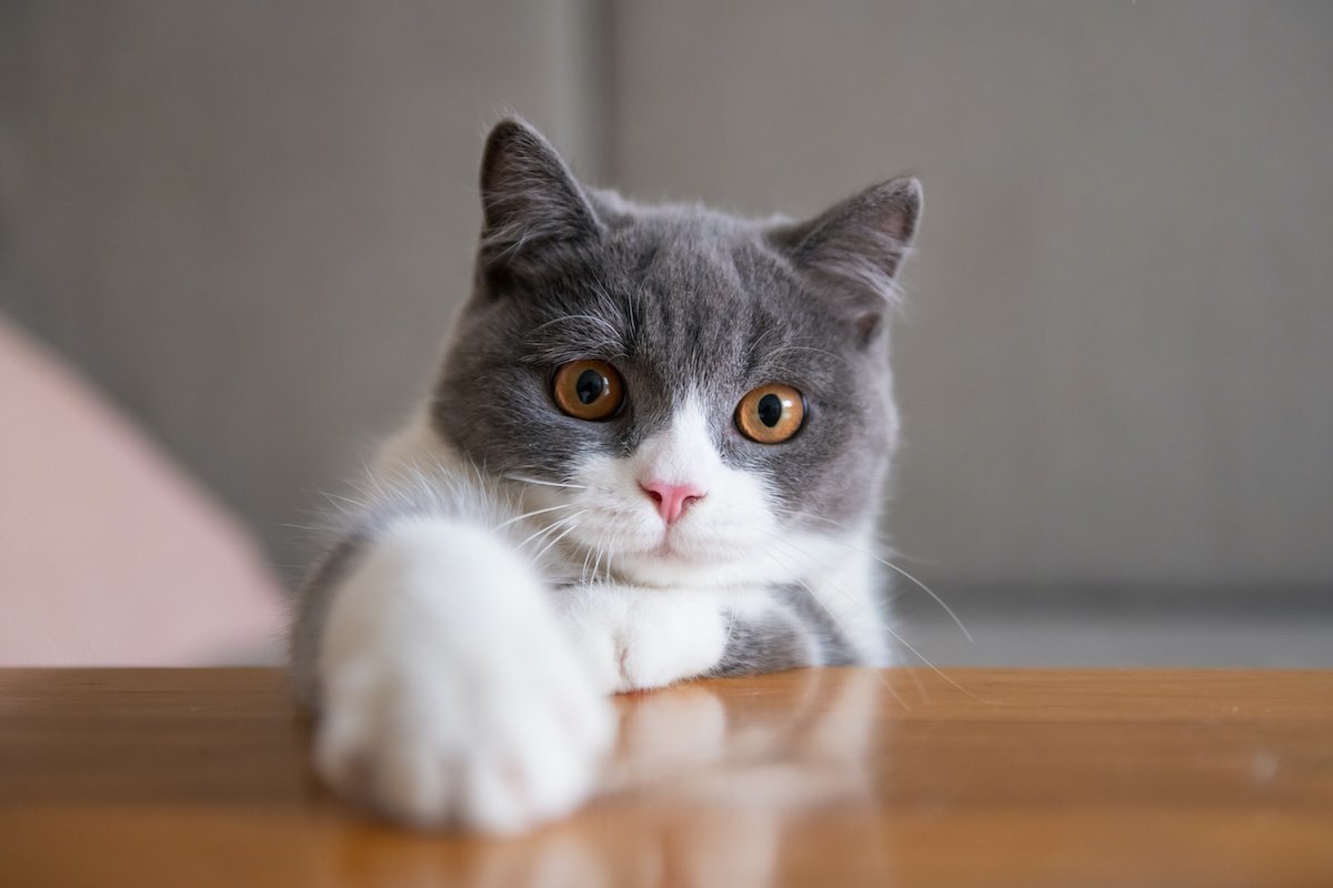 猫が『かわいい』のはなぜ？猫好きライターが考える５つの理由