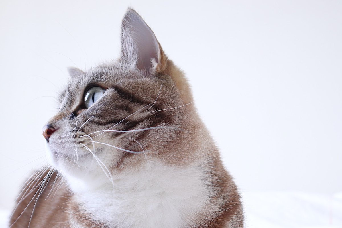 猫にも『ご機嫌なとき』はある？注目すべき５つのサイン