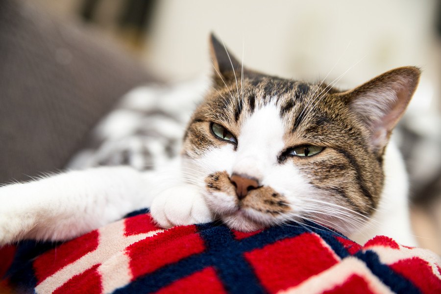 猫が『素っ気ないとき』に考えられる原因4つ！機嫌を直してもらう方法とは？