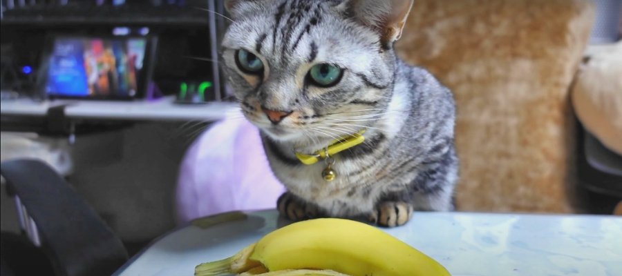 バナナ食べたい？においを嗅いでみた猫さんたちは…