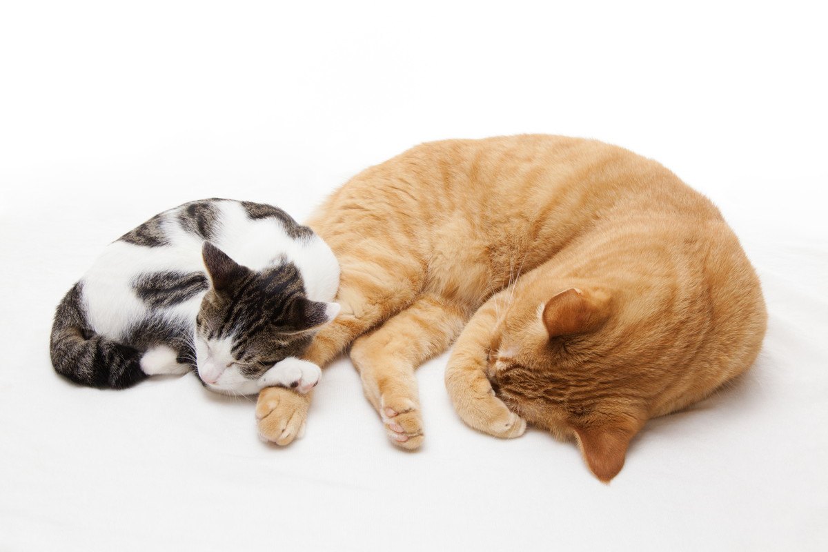 猫が『体を丸めて寝る』5つの理由