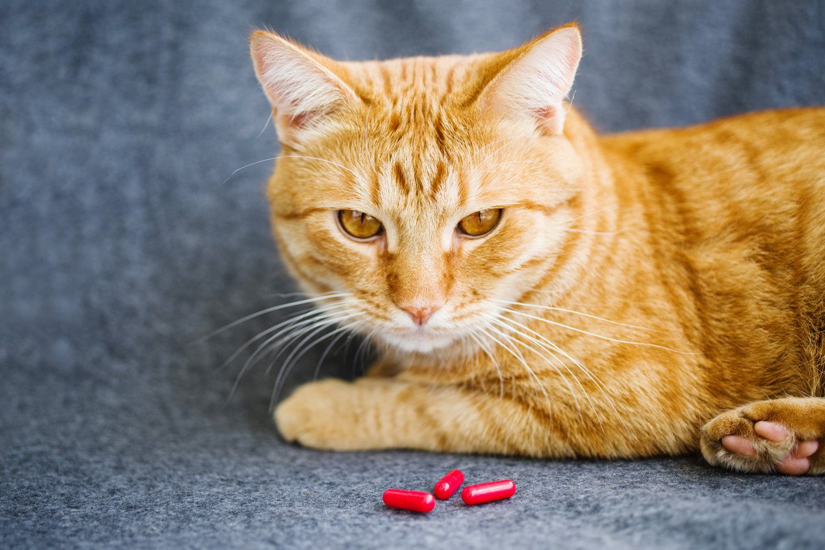 猫に『薬』を飲ませる方法2つ！コツと重要なポイントも解説