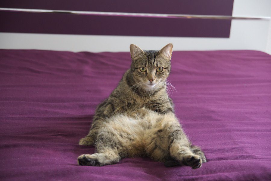 猫の下腹部に「たるみ」があるのはどうして？ルーズスキンと肥満の違い