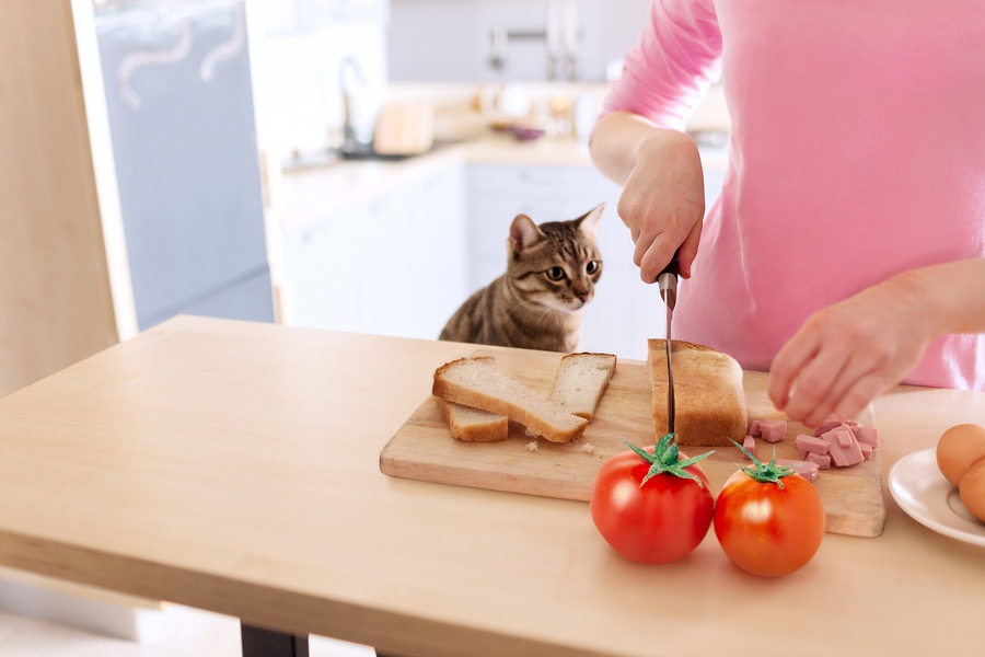 猫に食パンを食べても大丈夫？与える際の注意点は？