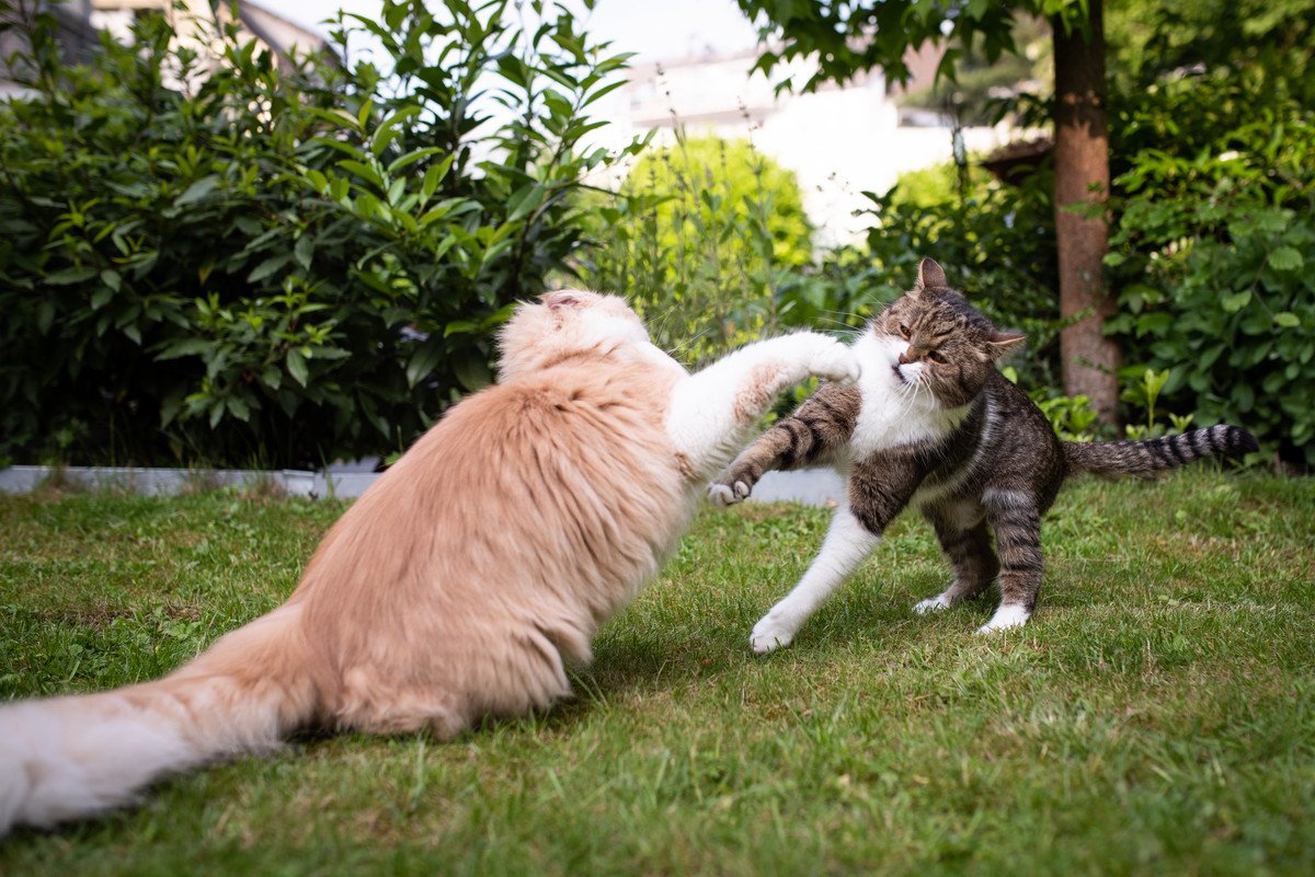 猫同士が『喧嘩』してしまう原因3つ！仲裁する際の注意点とは？