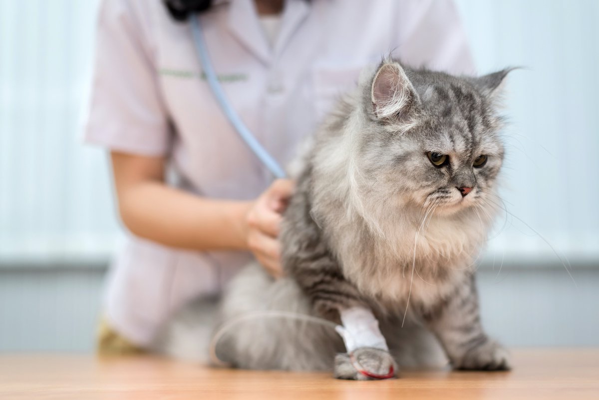 猫の不治の病『猫伝染性腹膜炎（FIP）』ってどんな病気？病態や症状・治療方法を解説