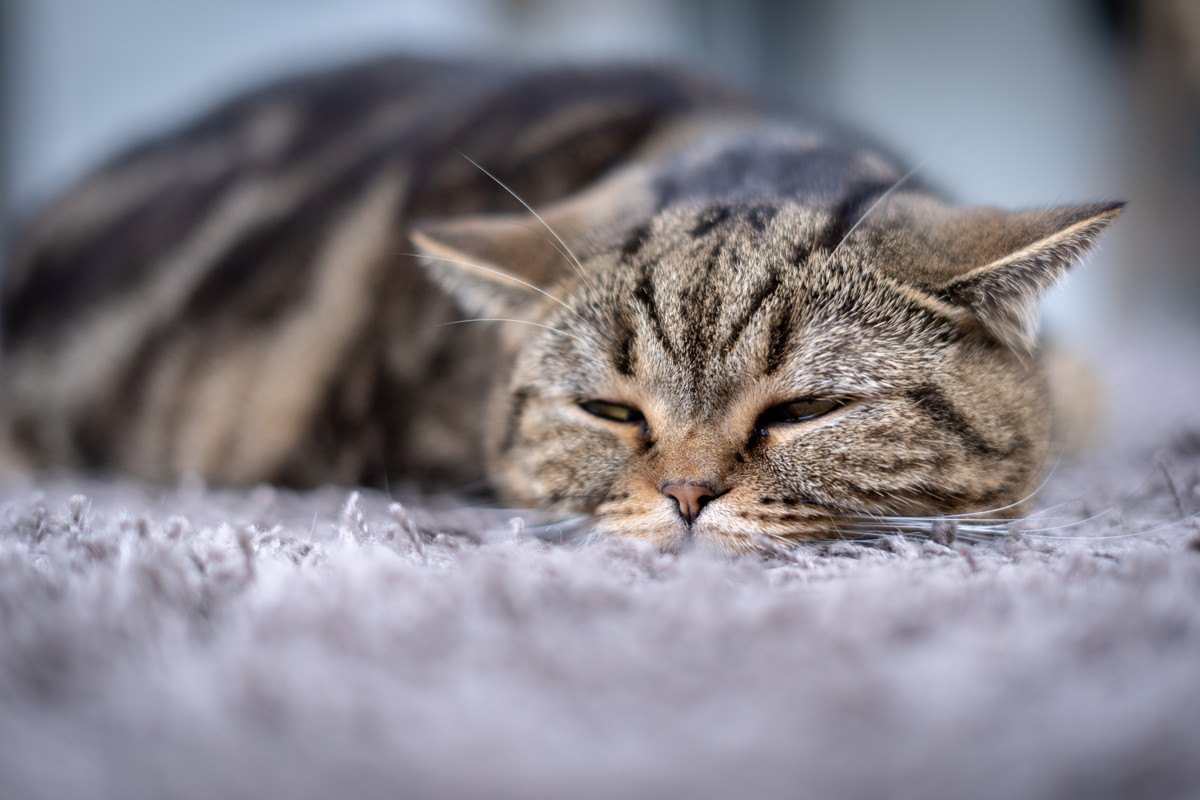 夏に急増！猫の危険な『食中毒』の症状4つと予防策