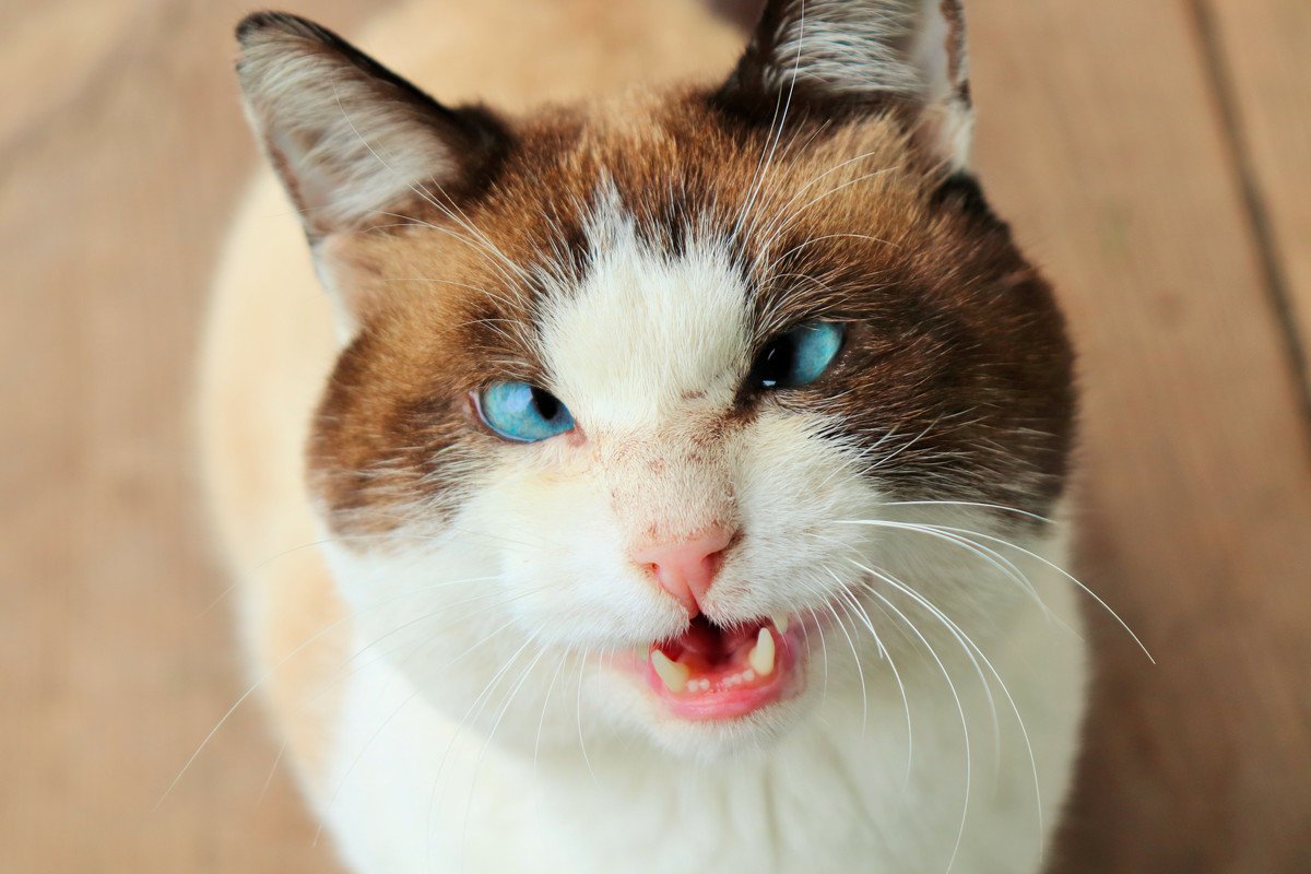 猫が『寄り目』になる原因3選！起きやすい猫種や治療法を解説
