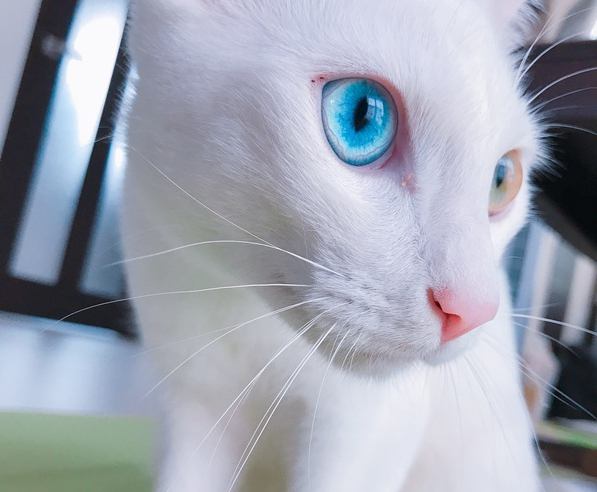 白猫画像３３連発！美しくてかわいい魅惑の写真集