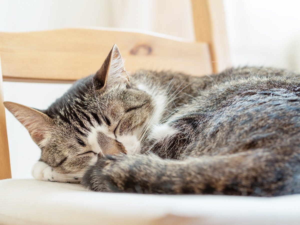 猫が『体調が悪い時』にしている眠り方５選！気持ちよく眠ってもらうためにも対策を