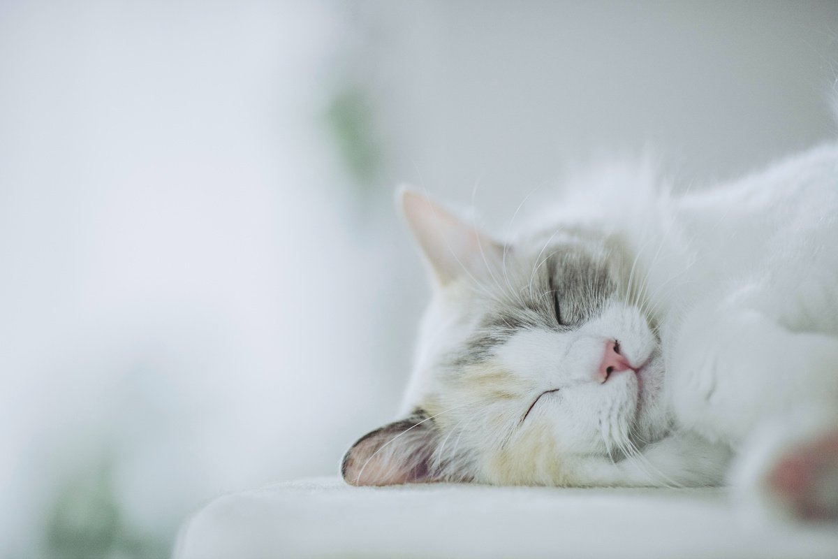 猫の平均睡眠時間を徹底調査！健康に過ごす為の適切な時間とは？