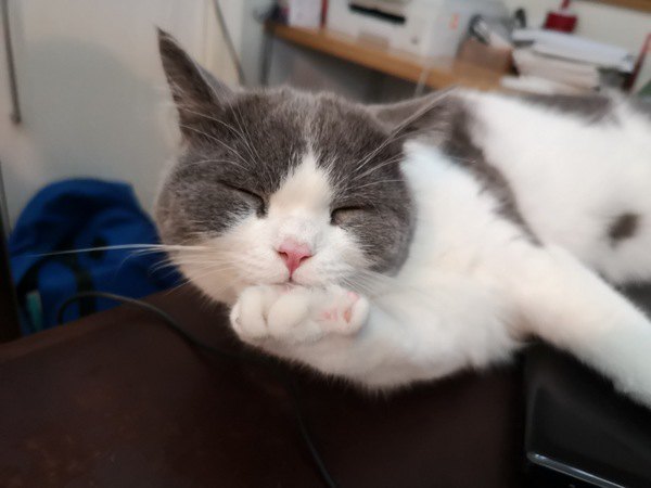 猫が目をつぶる時の心理５つ！眠いだけじゃなかった？