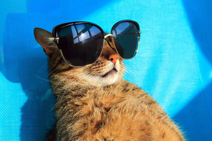 猫も日焼けをする？紫外線対策した方が良い猫種や対策の方法