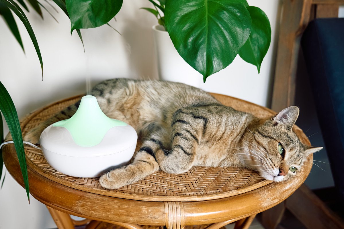 猫が居る家に『アロマオイル』は絶対NG？安全に使用するための方法3つ