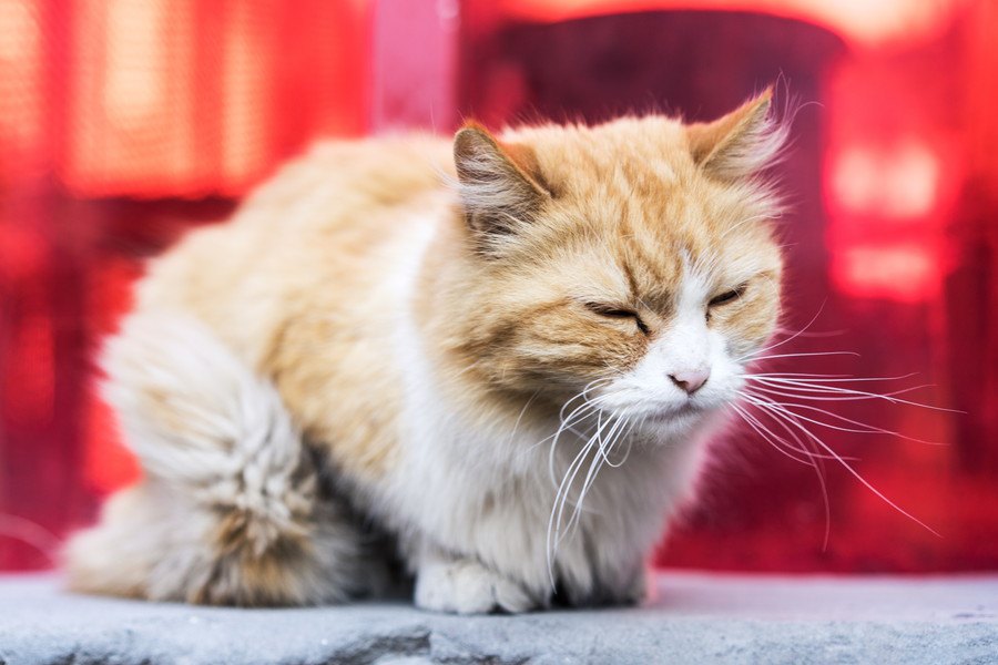 猫が誤飲した時に見られる症状５つと対処法