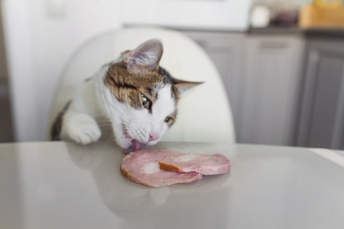 猫が『盗み食い』をしてしまう3つの原因！飼い主がすべき予防策とは？