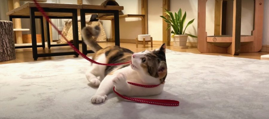保護猫トリオが大喜び♪　新しいカーペットの上で運動会スタート！