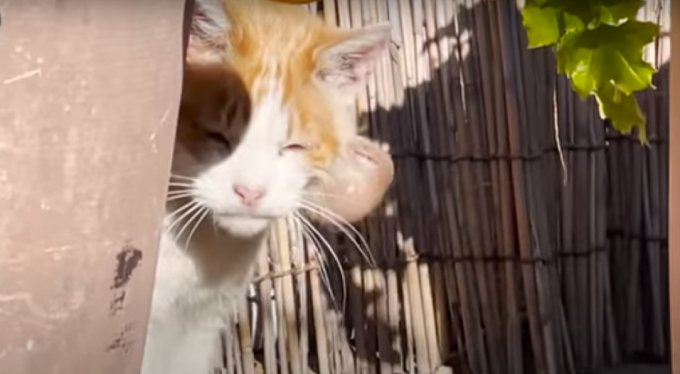 顔に大きなコブのある猫……困難を極めた保護活動の行方は？