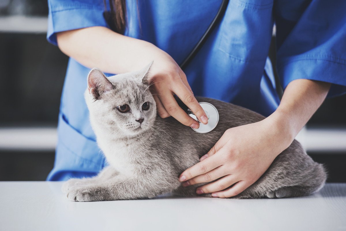 『病院が大嫌いな猫』のストレスを軽減させる6つの方法