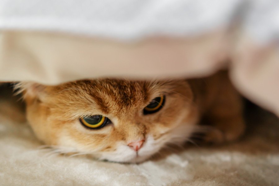 ストレスが原因かもしれない猫の行動６つ