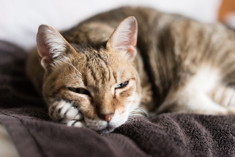 猫の『認知症』を疑うべき５つの初期症状。悪化するとどうなるの？