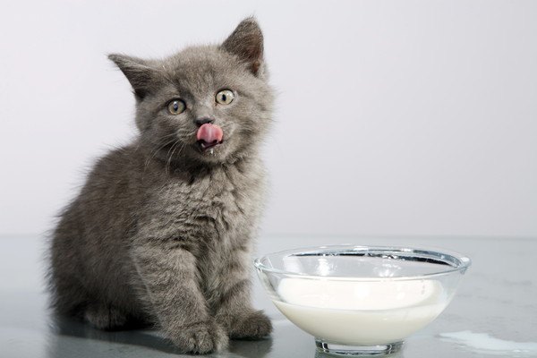 猫は夏バテで食欲が落ちる！症状と対策