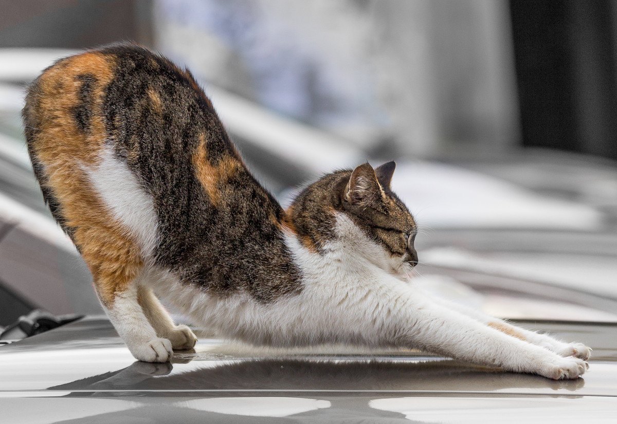 猫が『伸び』をする5つのタイミング
