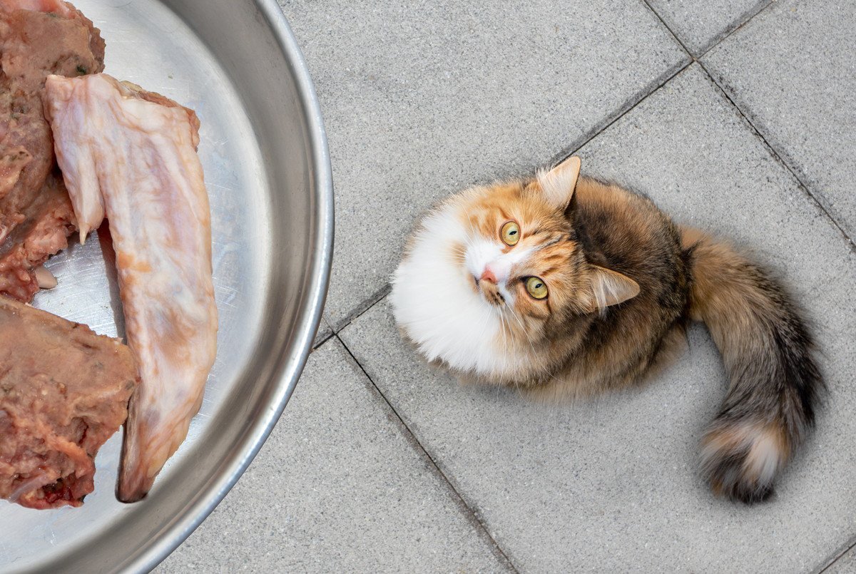 猫にとって『中毒性がある食材』6選！食べてしまった時の症状や対処法とは？