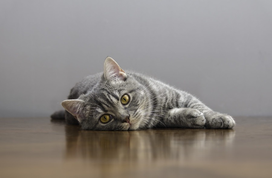 猫がリンパ腫になった時の症状や治療の方法