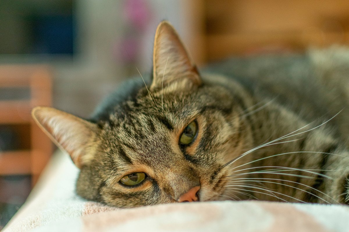 猫が突然死することも…「猫のフィラリア症」、気になる症状や予防法