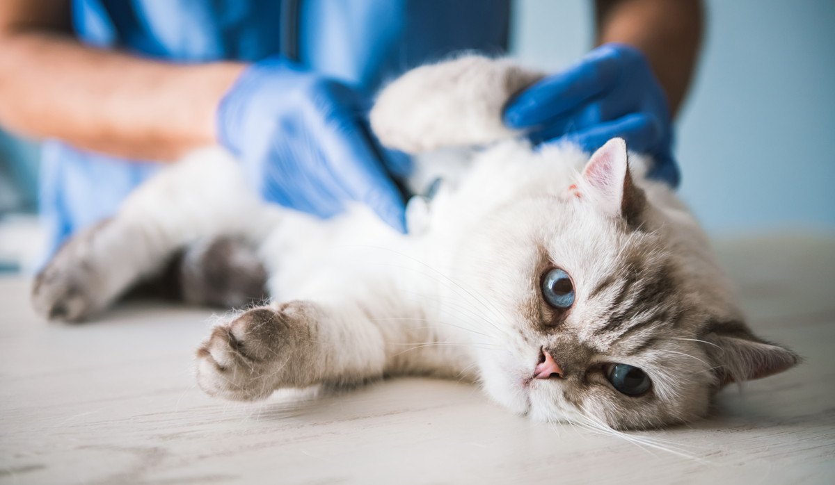 猫に『しこり』ができる原因は？考えられる病気3つと予防法