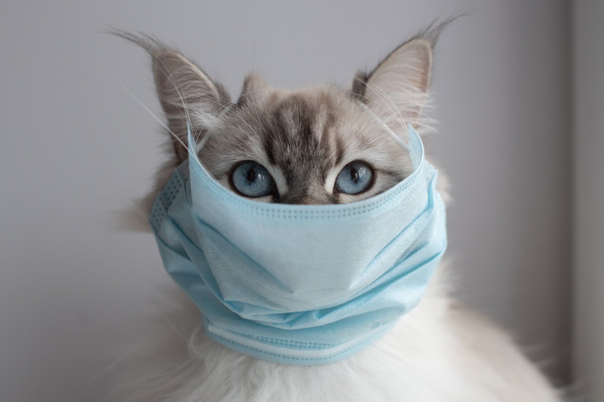 猫の飼い主が注意すべき『風邪症状』5つと予防法
