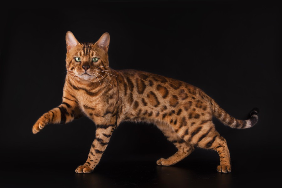 ベンガル猫の大きさとその体型の特徴とは